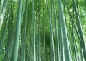 Bamboo – The largest member of grass family